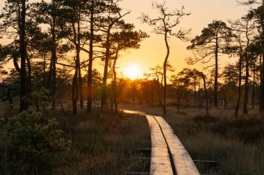 Gündoğumu, ahşap bir yolu aydınlatmaktadır. Resimli Estonya bataklığının içinden geçerek büyülü bir atmosfer yaratır..