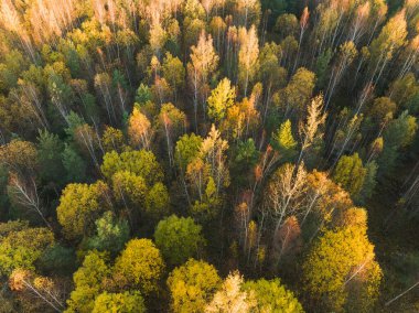 Yukarıdan renkli bir sonbahar ormanı, sıcak güneş ışığıyla yıkanmış. Doğa, seyahat ve rahatlık için mükemmel..