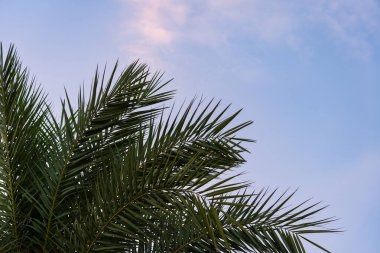 Mavi gökyüzüne karşı palmiye yaprakları - Metnin için Boşluğu Kopyala.