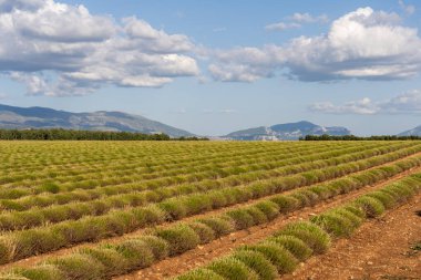 Fransa, Provence 'deki lavanta tarlasında bulutlu bir gökyüzünün altında dağlar toplandı..