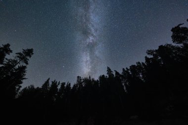 Ormanın üstündeki yıldızlı gökyüzü. Samanyolu, gece gökyüzü, ağaç siluetleri.