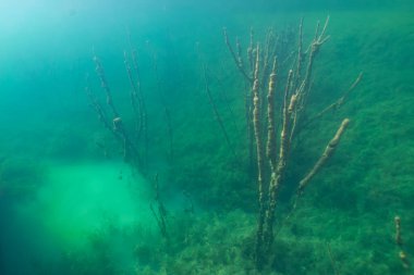Sualtı ormanı: İskelet ağaçları ve gizemli yeşil derinlikleri olan ürkütücü sualtı manzarası.