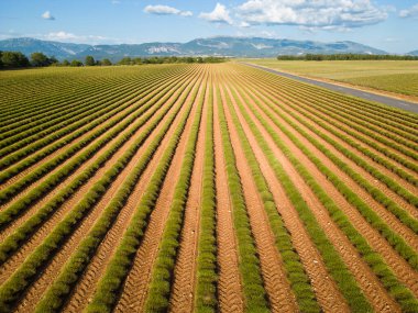Genç lavanta bitkilerinin sıraları güneşte güneşlenir. Yakında parlak bir mor çiçek açacağına söz verir. Arka planda manzaralı bir yol ve dağlar vardır..