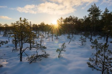 Karlı bir Estonya Bataklığında Kış Gündoğumu: Ender Çam Ağaçları ve Cüce Çalıları Taze Kar Altında, Güneş Işığı Ormandan Gözetliyor.