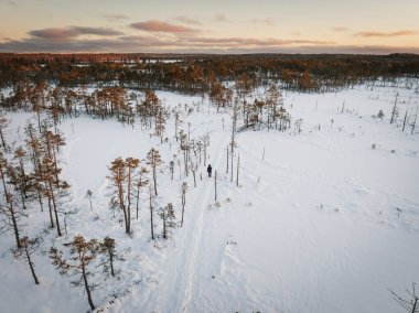 A man walks alone in the Viru swamp early in the morning before sunrise in winter, photo view from a drone. clipart