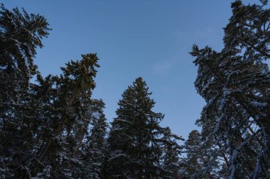 Uzun çam ağaçları ve köknar ağaçları karla kaplıydı. Kış ormanı, mavi gökyüzü, güneş ışığı.