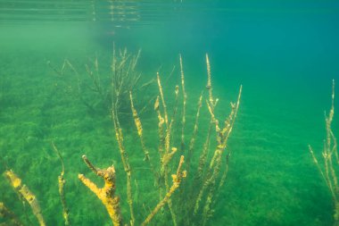 Rummu taş ocağı sualtı ormanı: kristal berrak suyu delen sualtı ağaçları.
