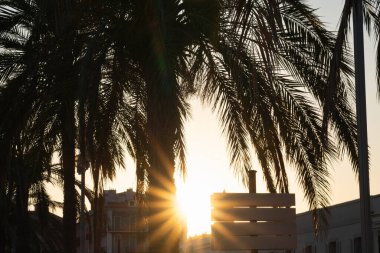 Nice 'de gün batımı: Altın güneşe karşı palmiye ağacı siluetleri, Güney Fransa kıyıları, ayrılan günün ışınları..