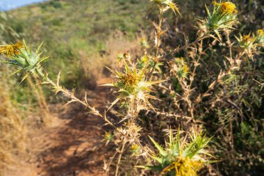 Vahşi doğada sarı devedikeni: dikenli çiçekler ve güneşli bir günde kuru çimenler.