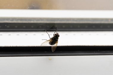 Pencere camında sineklik, şeffaf kanatlı böceğin yakın çekimi, makro fotoğrafçılık, vücut detayları..