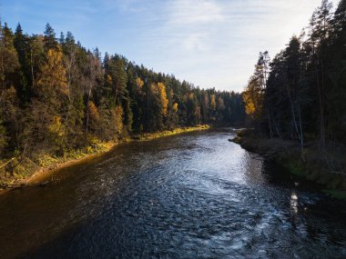 Kuş bakışı bir sarmal Gauja: Letonya sonbahar manzarası resimli bir drone görünümü.