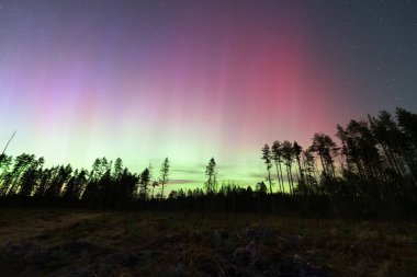 Yeşil ve pembe kuzey ışıkları Estonya ormanlarının üzerinde parlıyor ve yıldızlı gökyüzünün altındaki ağaçlar. 