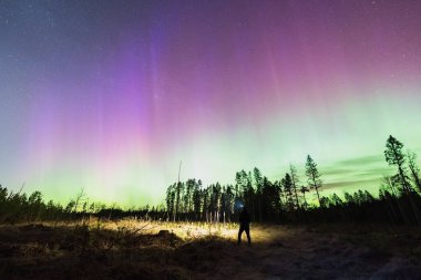 El feneri olan kişinin silueti Estonya 'da orman üzerinden canlı yeşil ve mor aurora borealis izliyor..