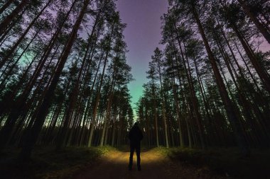 Bir gece çam ormanında fenerli bir adam, kuzey ışıklarına bakarak bir patikada duruyor..