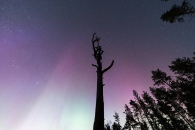  Ormandaki çerçevenin ortasındaki yüksek kuru ağaç kuzey ışıklarıyla yıldızlı gökyüzünün arka planına karşı..