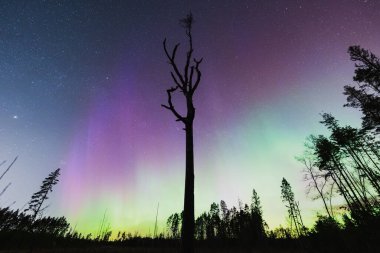 Ormandaki çerçevenin ortasında eski kuru bir ağaç. Kuzey ışıklarıyla yıldızlı gökyüzünün arka planına karşı..