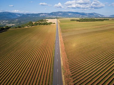 Hava manzarası: arka planda Alpler olan lavanta tarlalarından düz yol.
