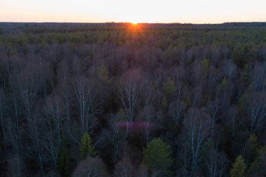 Günbatımında ya da gün doğumunda Estonya 'da engin bir karışık ormanın havadan görünüşü, ufukta parlayan çıplak ve yeşil ağaçlar..