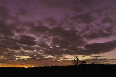 Yıldızlı güzel bir gece gökyüzü, renkli bulutlar, zayıf kuzey ışıkları, ve ormanın üzerinde yalnız kuru bir ağaç..