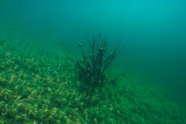 Gizemli sualtı manzarası: bir gölün sessiz derinliklerinde yeşil algler ile kaplı bir yamaçta koyu dallı bir bitki.