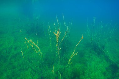 Su altı dünyası: yeşil algler Elodea Canadensis ve Lato göl yatağında deniz yosunları sualtı yaşamının sakin ve gizemli doğal bir sahnesini oluşturur..