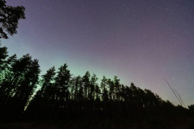 Yıldızlarla dolu nefes kesici Estonya gece gökyüzü ve sakin bir çam ormanının üzerindeki yeşil aurora borealis ışıltısı..