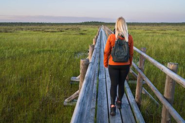 Sırtında sırt çantası olan bir dişi turist, ünlü bir Estonya bataklığında, gün batımında ahşap bir çevre yolunda yürüyor..