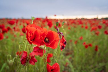 Gün batımında bulutlu bir akşam gökyüzünün altında bitmeyen yeşil bir tarlada açan parlak kırmızı gelincik çiçekleri..