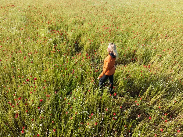 Yalnız bir kadın doğanın tadını çıkarıyor, gelincik tarlasında dikiliyor. Estonya kırsalındaki bir yaz manzarasının insansız hava aracı görüntüleri..