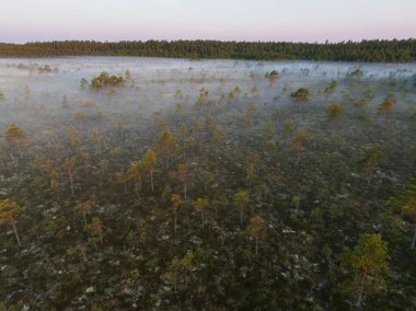 Gündoğumunda sislerin arasından çıkan çam ağaçlarıyla kaplı uçsuz bucaksız Estonya bataklığının uçsuz bucaksız gökyüzü manzarası..