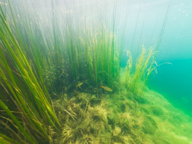 Temiz bir tatlı su gölündeki canlı sualtı sahnesi zengin bir ekosistemi gösteriyor. Yoğun yeşil sazlıklarda korunmak için saklanan bir kızartma sürüsü var..