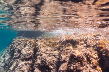 Güneşli, alglerle kaplı kayalık deniz tabanının çarpıcı sualtı manzarası, berrak mavi suyun parlak yüzeyinin altından izleniyor..