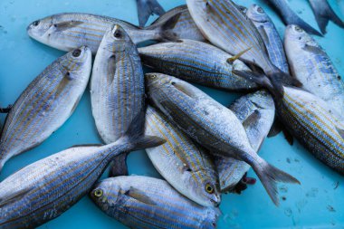 Ayırt edici altın çizgileriyle parlak mavi arka planda üst üste yığılmış taze bir Salema Porgy balığı avı..