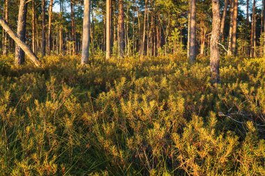 Güzel beyaz bataklık Labrador Çayı 'nın (Rhododendron tomentosum) bir ormandaki bulanık yeşil arka planda çiçek açması..