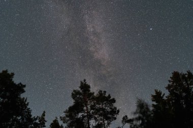Samanyolu Galaksisi 'nin nefes kesici manzarası ve çam ağaçlarının karanlık siluetlerinin üzerindeki yıldızlarla dolu bir gökyüzü..