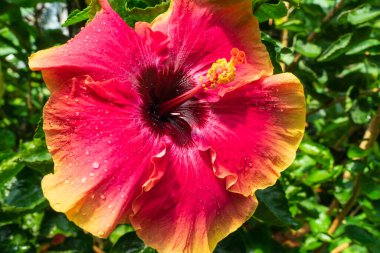 Canlı kırmızı ve sarı tropikal amber çiçeğinin sersemletici makro görüntüsü. Taze sabah çiğ damlaları güzel bir şekilde çiçek açıyor..