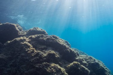 Güneş ışınları okyanusun yüzeyini delip geçer. Su altındaki kayalık yosunlarla kaplı sakin bir sualtı manzarasını güzelce aydınlatır..