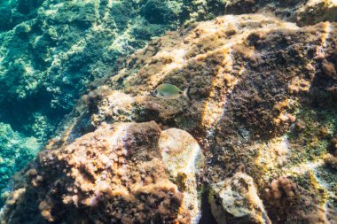 Akdeniz 'in açık mavi sularında yüzen tek bir eyerli Deniz Çamuru (Oblada melanura) balığı resifin yanında.