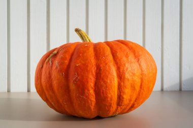 Cadılar Bayramı için tek bir olgun portakal kabağı ya da Şükran Günü masada beyaz panelli bir arka planda duruyor..