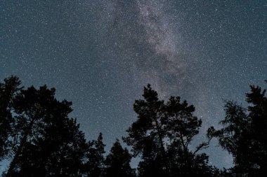Samanyolu Galaksisi 'nin baş döndürücü alçak açılı görüntüsü ve gece gökyüzündeki sayısız yıldız çam ağaçlarının siluetinin üzerinde..