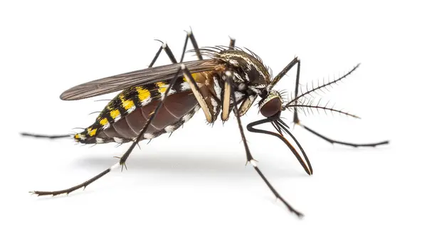 stock image This macro shot captures the details of an Aedes mosquito one of the primary vectors for diseases like dengue and Zika. The insect is set against a plain white background emphasizing its striped body and fine details.