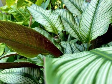 Beyaz yeşil yapraklı yaz