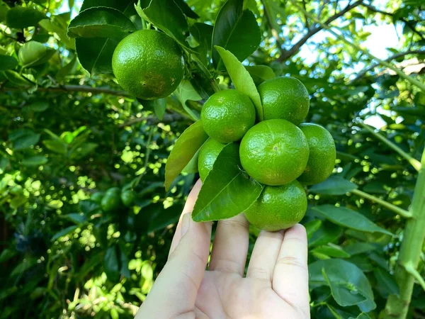 Лимонное Дерево Саду — стоковое фото