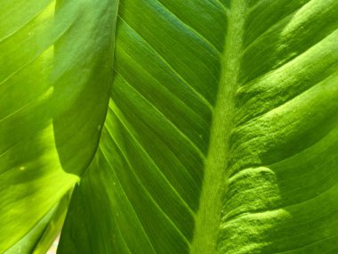 Bu yaz yeşil yapraklı ağaçlar.