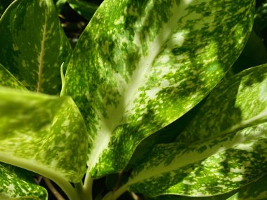 Bu yaz yeşil yapraklı ağaçlar.