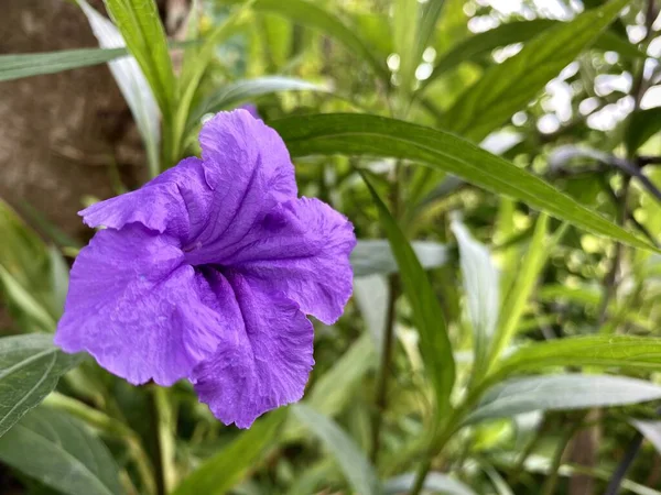 stock image Purple flowers against green leaves this summer.