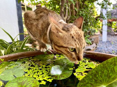 Her gün farklı duruşlarda bir kedi..