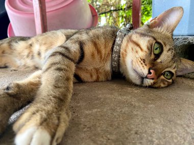 Her gün farklı duruşlarda bir kedi..