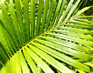 Bu yağmurlu mevsimde parlak yeşil hindistan cevizi yaprakları