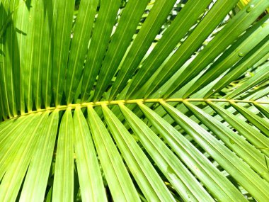 Bu yağmurlu mevsimde parlak yeşil hindistan cevizi yaprakları